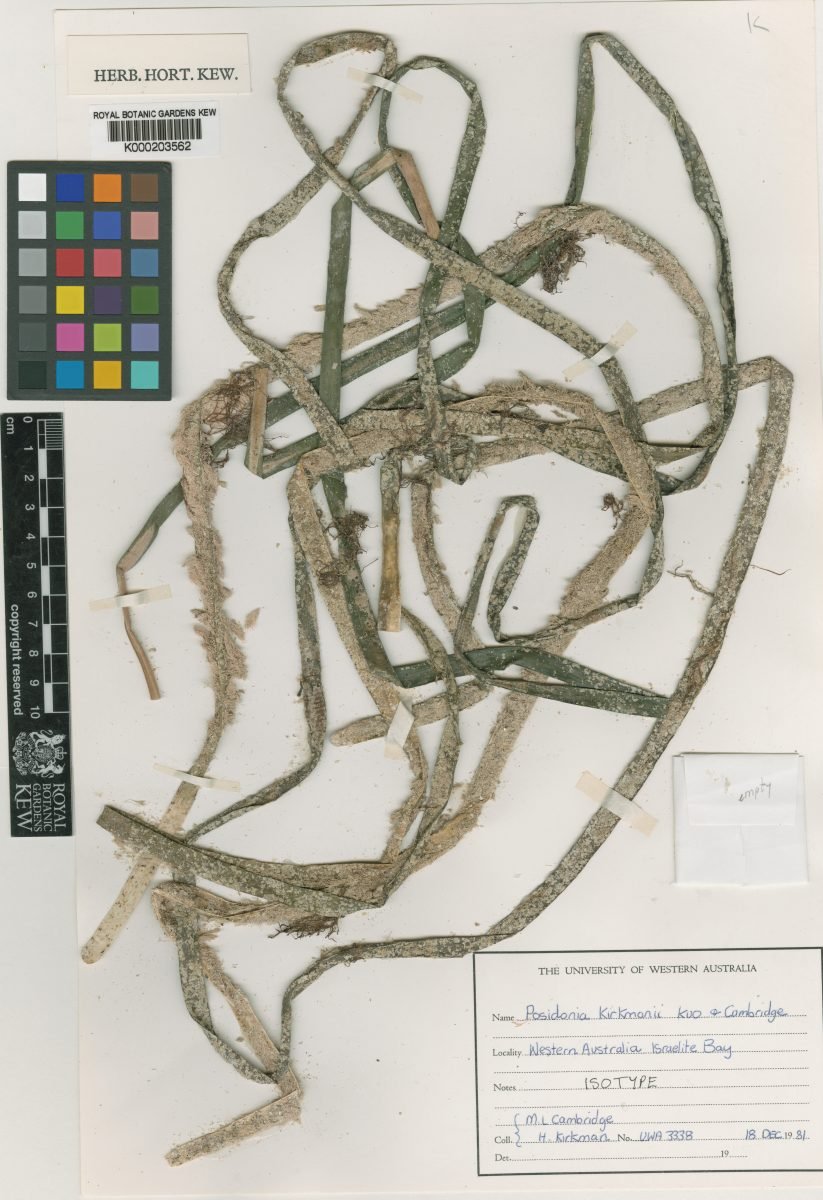 Posidonia kirkmanii