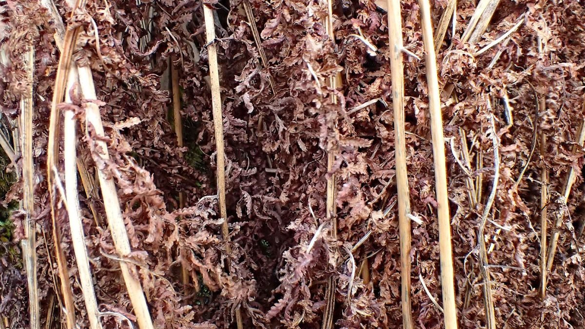 Athyrium filix-femina photograph 5