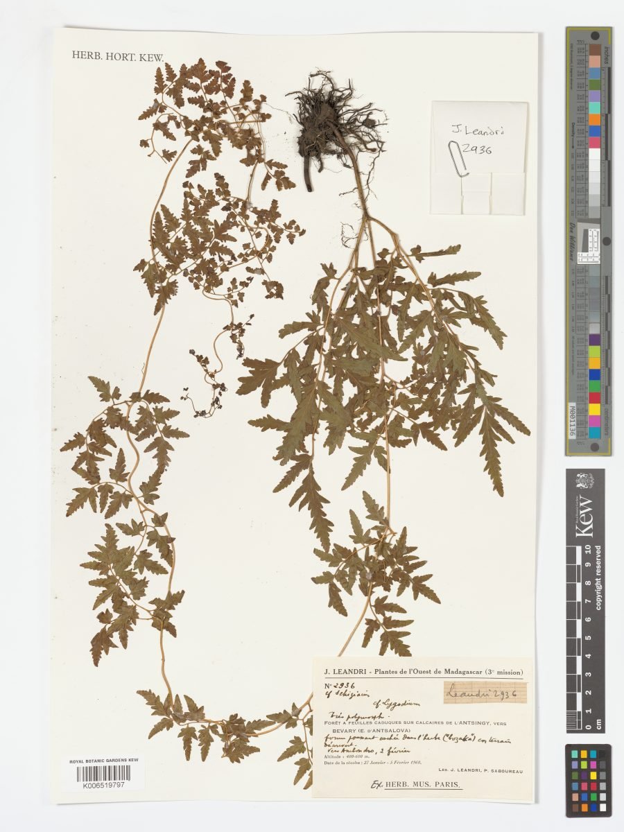 Lygodium boivinii photograph 4