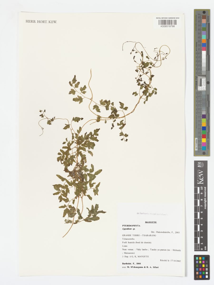 Lygodium boivinii