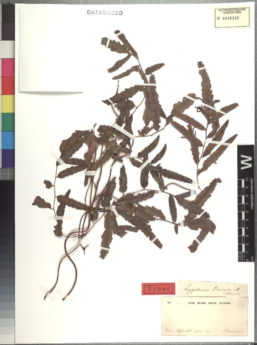 Lygodium boivinii photograph 5