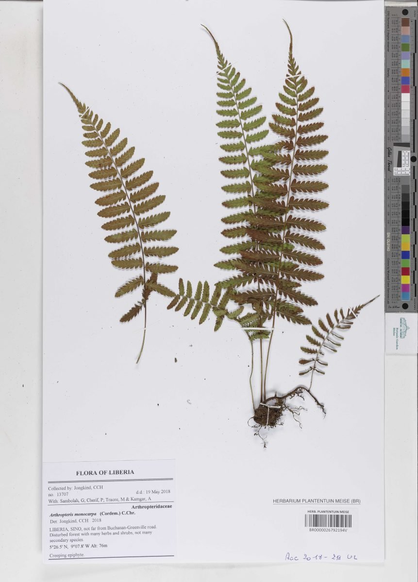 Arthropteris monocarpa photograph 4