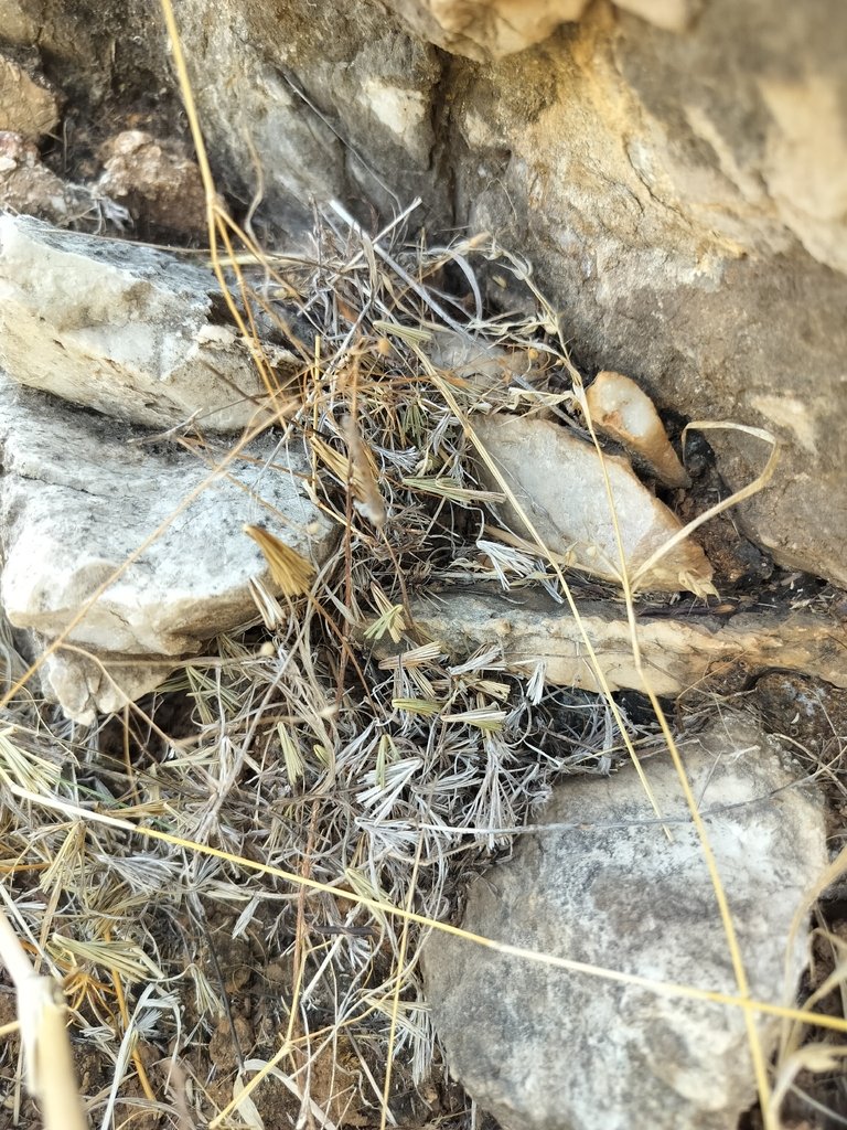 Actiniopteris radiata