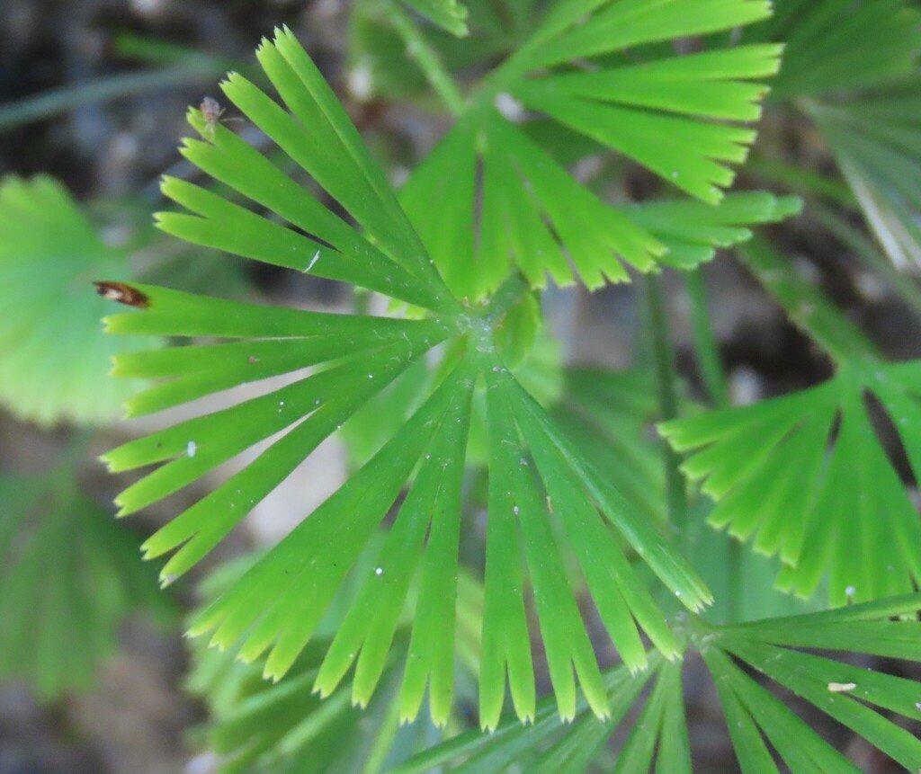 Actiniopteris radiata photograph 3