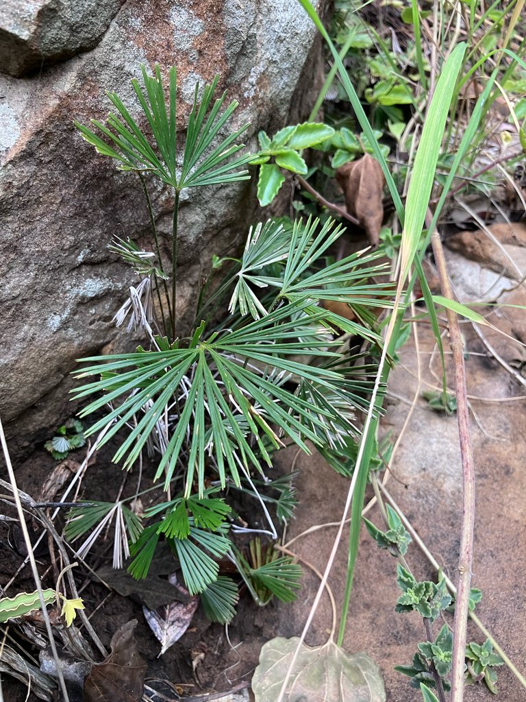 Actiniopteris radiata photograph 4