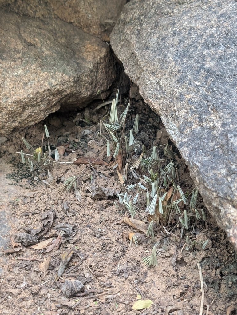 Actiniopteris radiata photograph 6