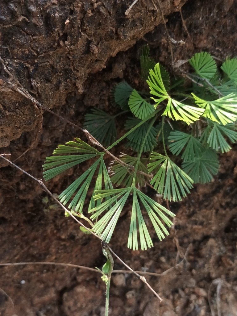 Actiniopteris radiata photograph 2