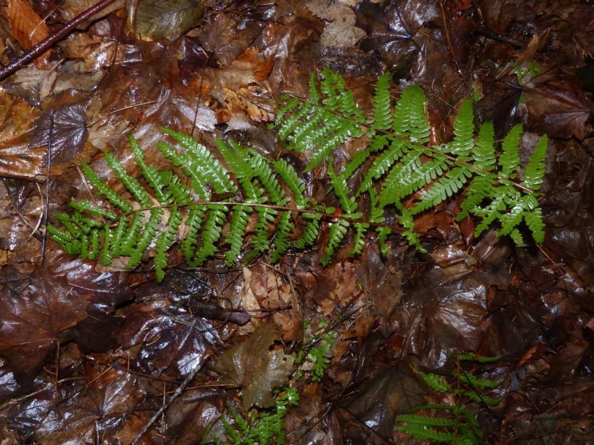 Dryopteris filix-mas photograph 3