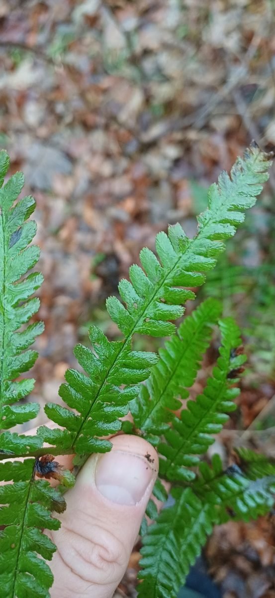 Dryopteris filix-mas photograph 4