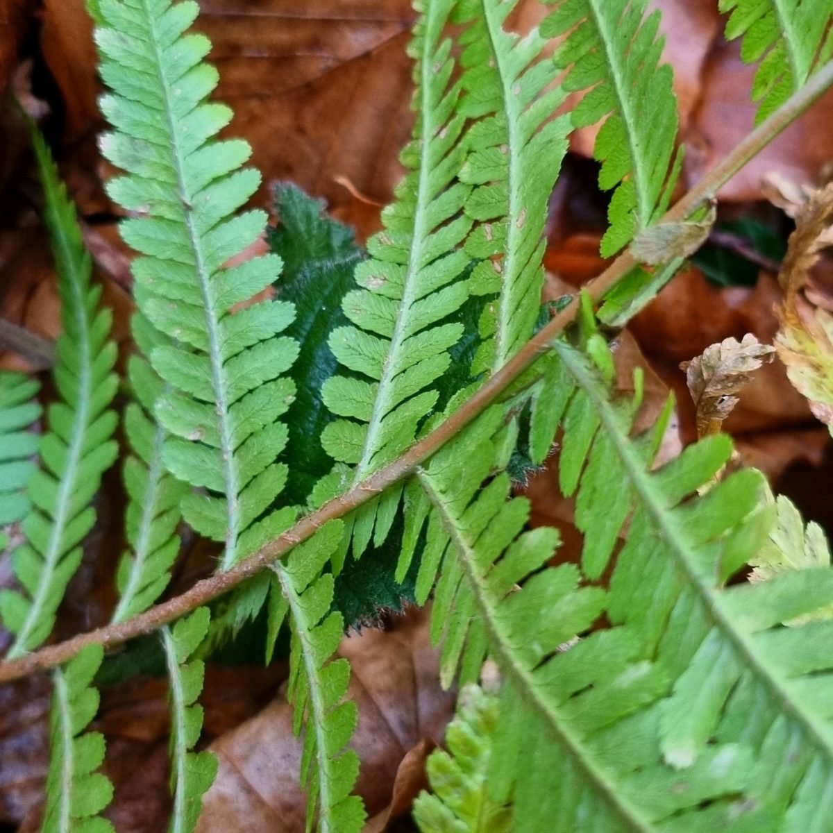 Dryopteris filix-mas photograph 2
