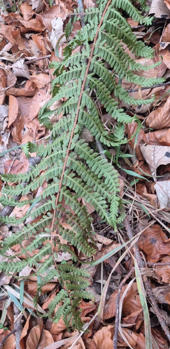 Dryopteris filix-mas photograph 5