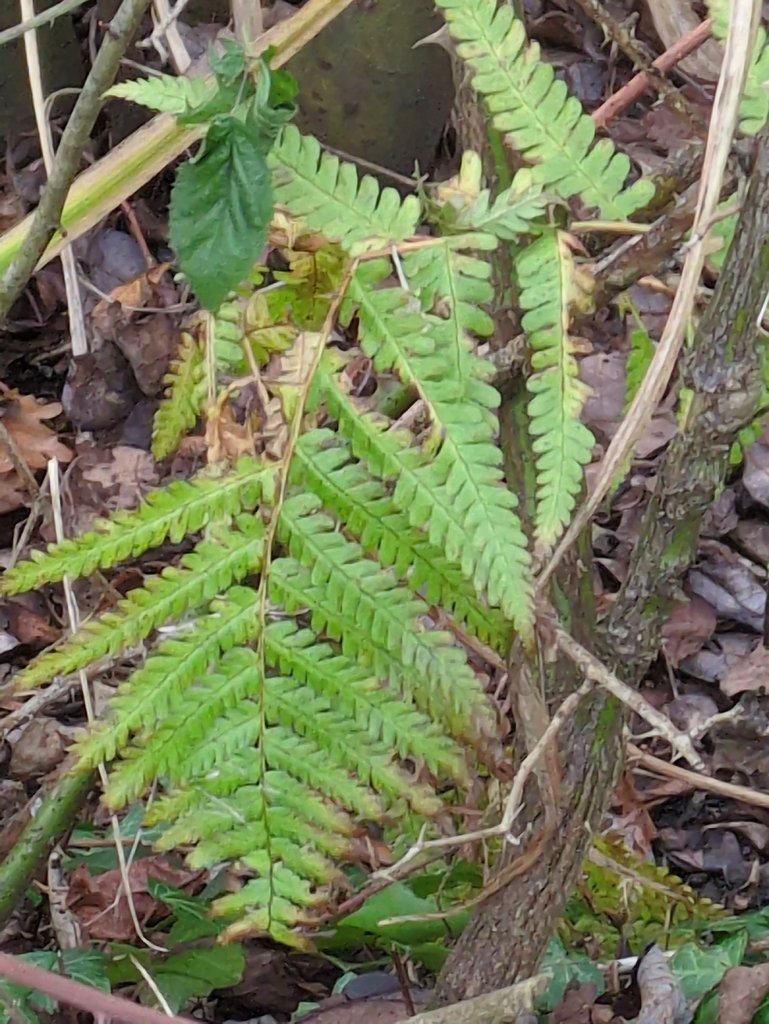 Dryopteris filix-mas