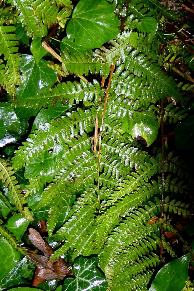 Dryopteris filix-mas photograph 6