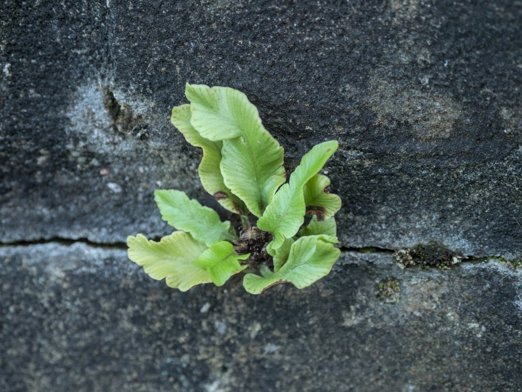 Asplenium scolopendrium photograph 2