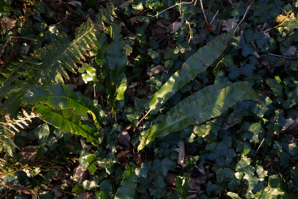 Asplenium scolopendrium photograph 6