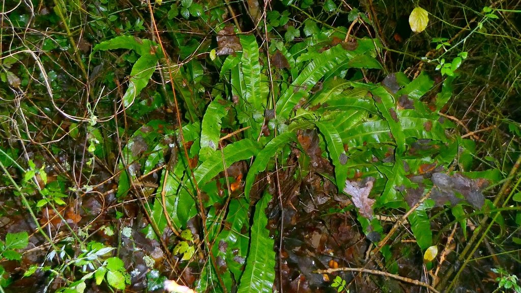 Asplenium scolopendrium photograph 3