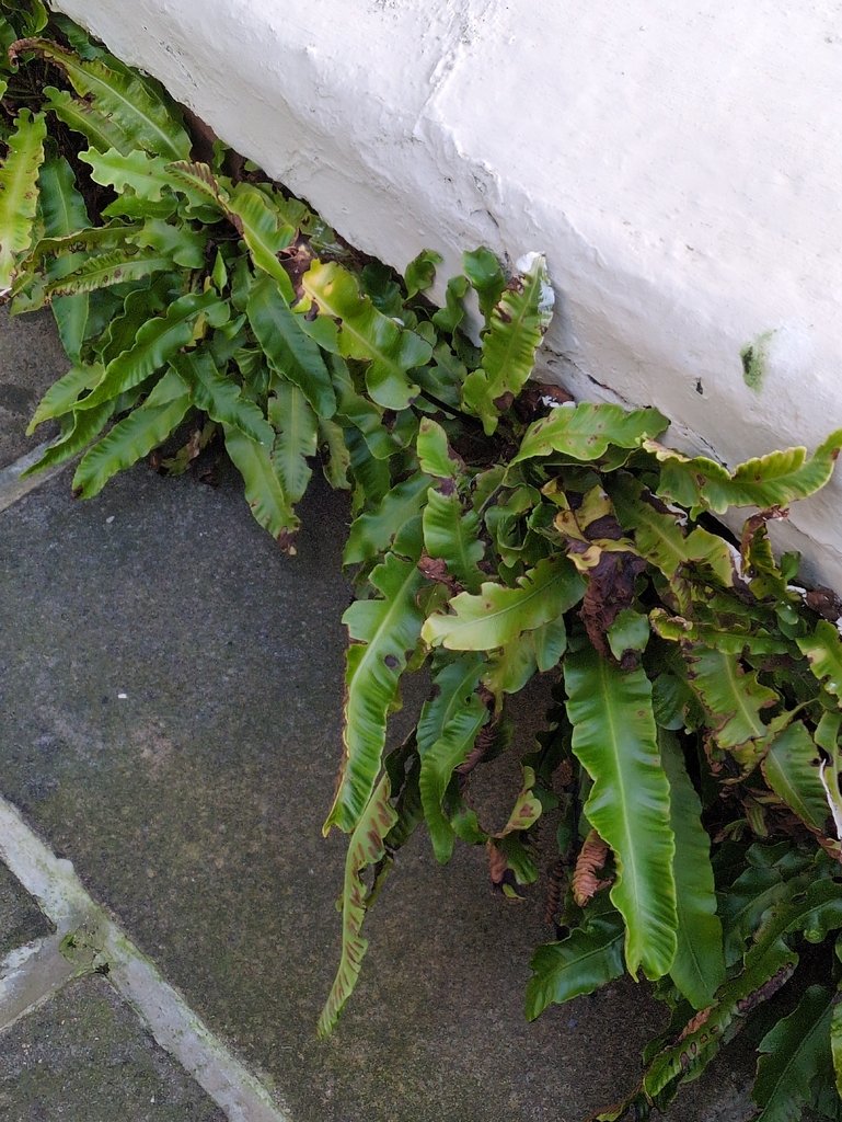 Asplenium scolopendrium photograph 5