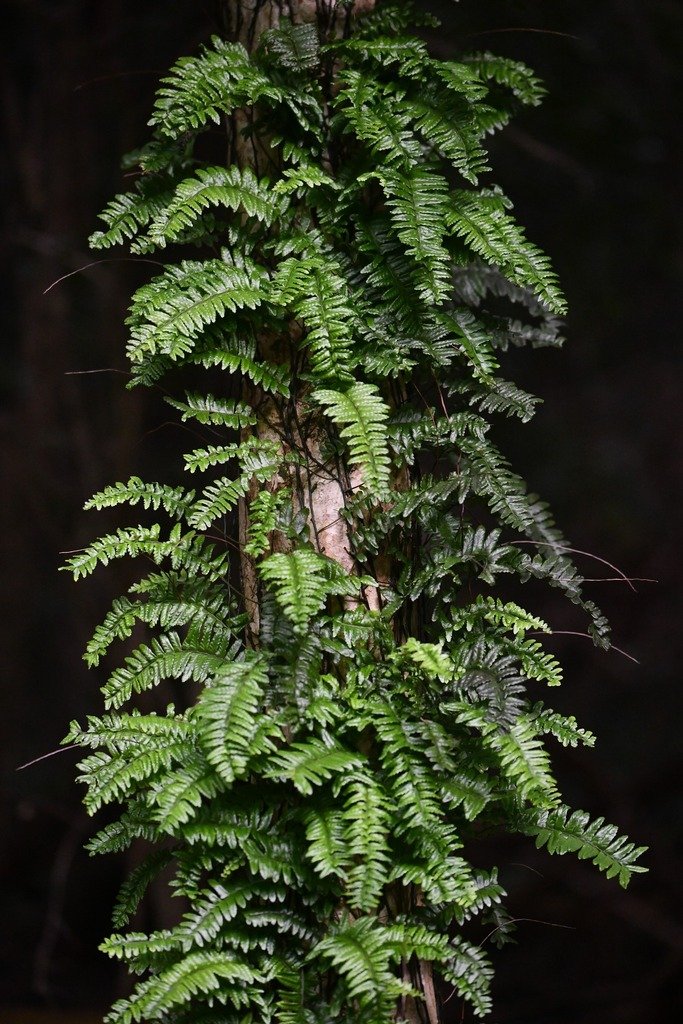 Arthropteris altescandens