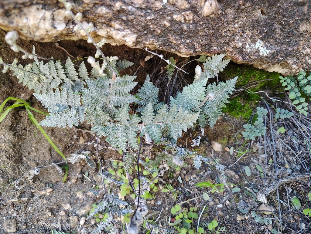 Myriopteris lindheimeri photograph 6