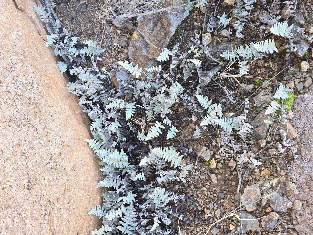 Myriopteris lindheimeri photograph 5