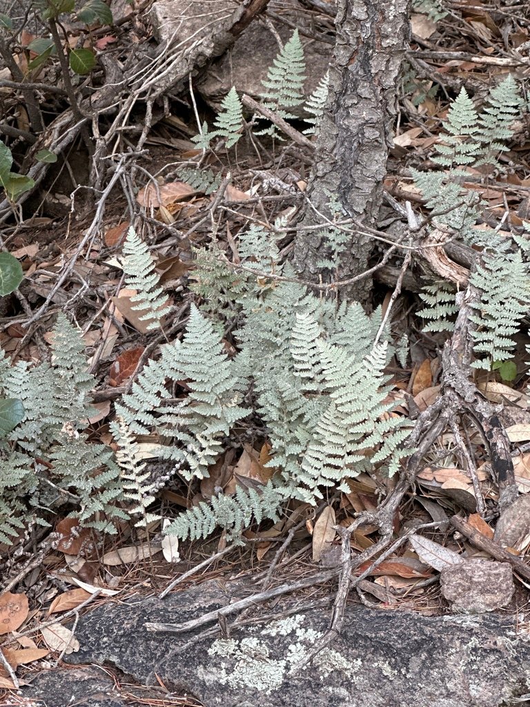 Myriopteris lindheimeri