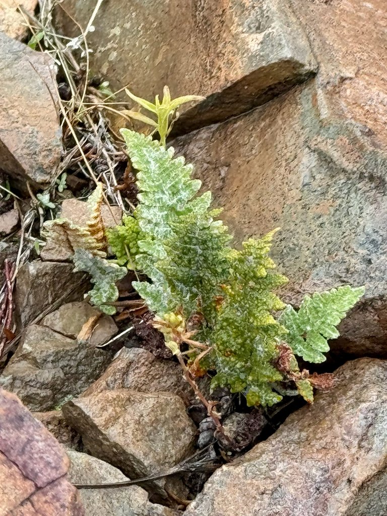 Myriopteris lindheimeri photograph 3