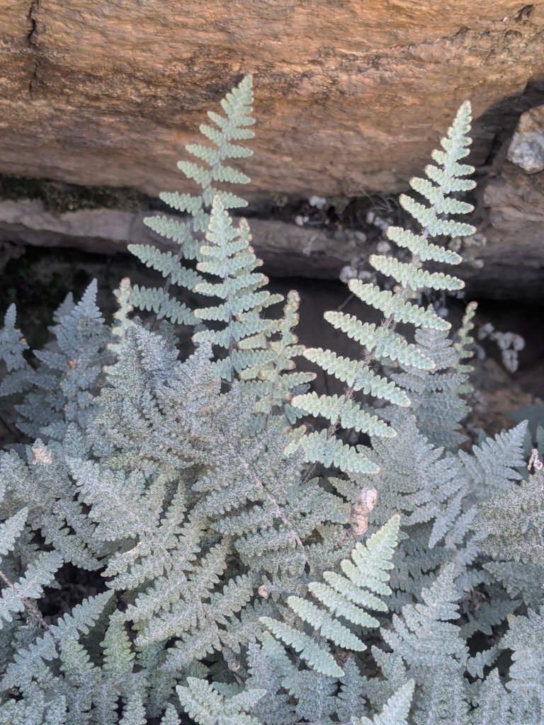 Myriopteris lindheimeri photograph 2