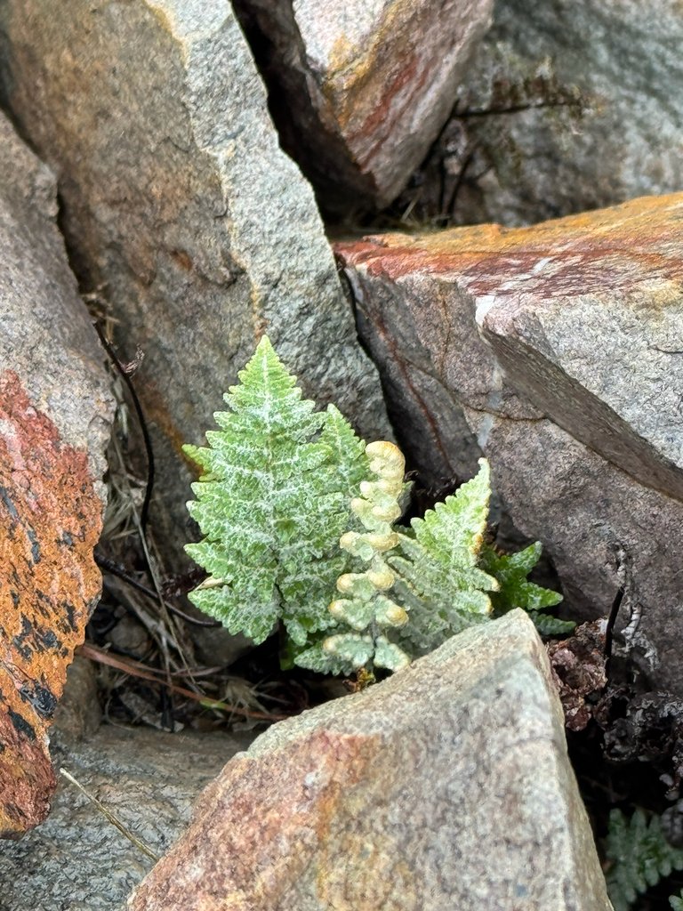 Myriopteris lindheimeri photograph 4