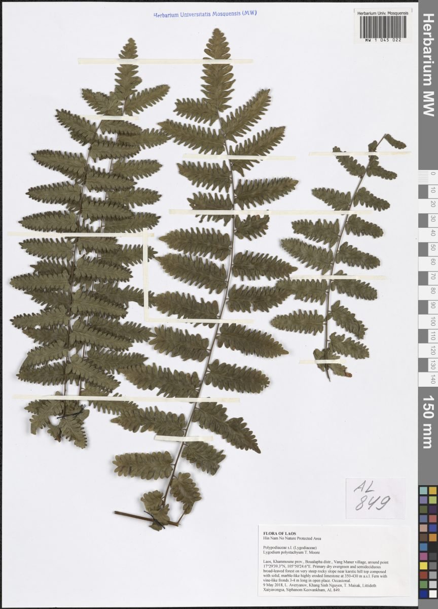 Lygodium polystachyum photograph 6