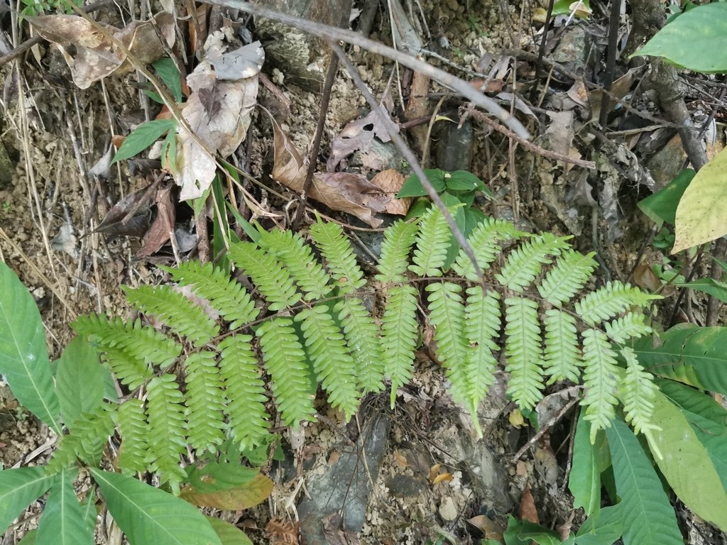 Lygodium polystachyum photograph 5