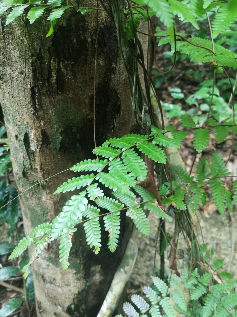 Lygodium polystachyum photograph 4