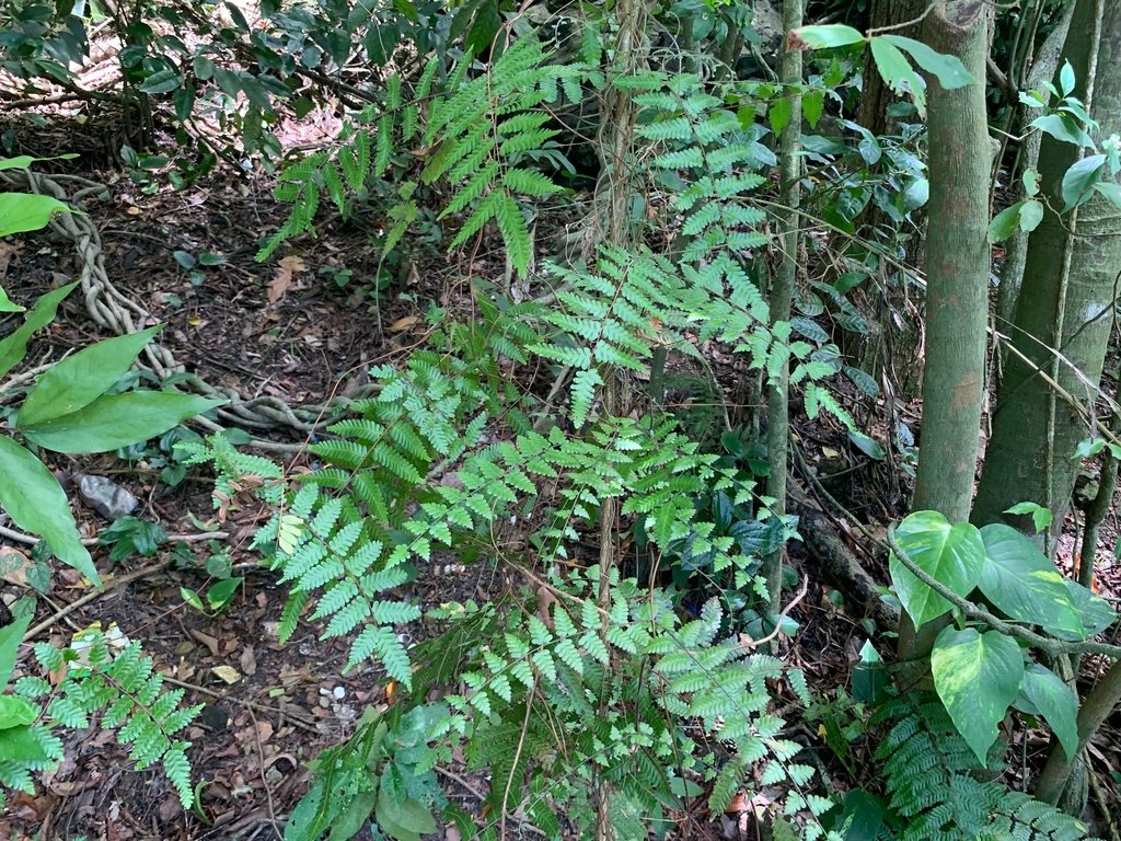 Lygodium polystachyum photograph 2