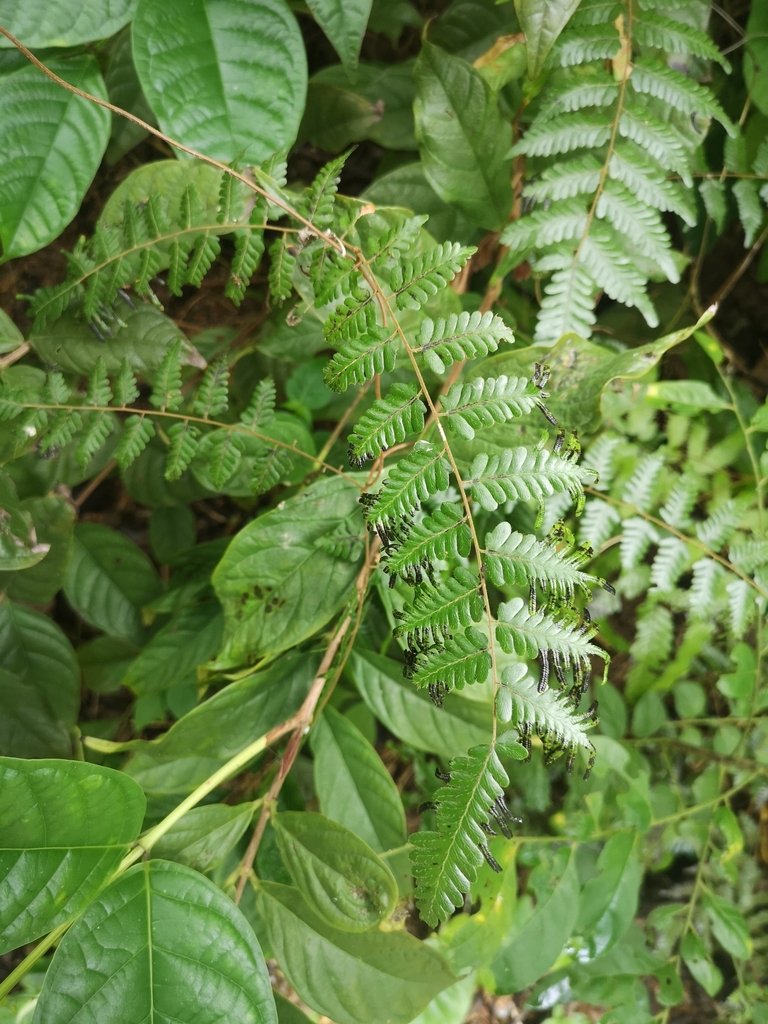Lygodium polystachyum photograph 3