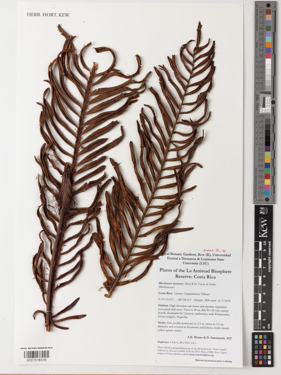 Blechnum auratum photograph 3
