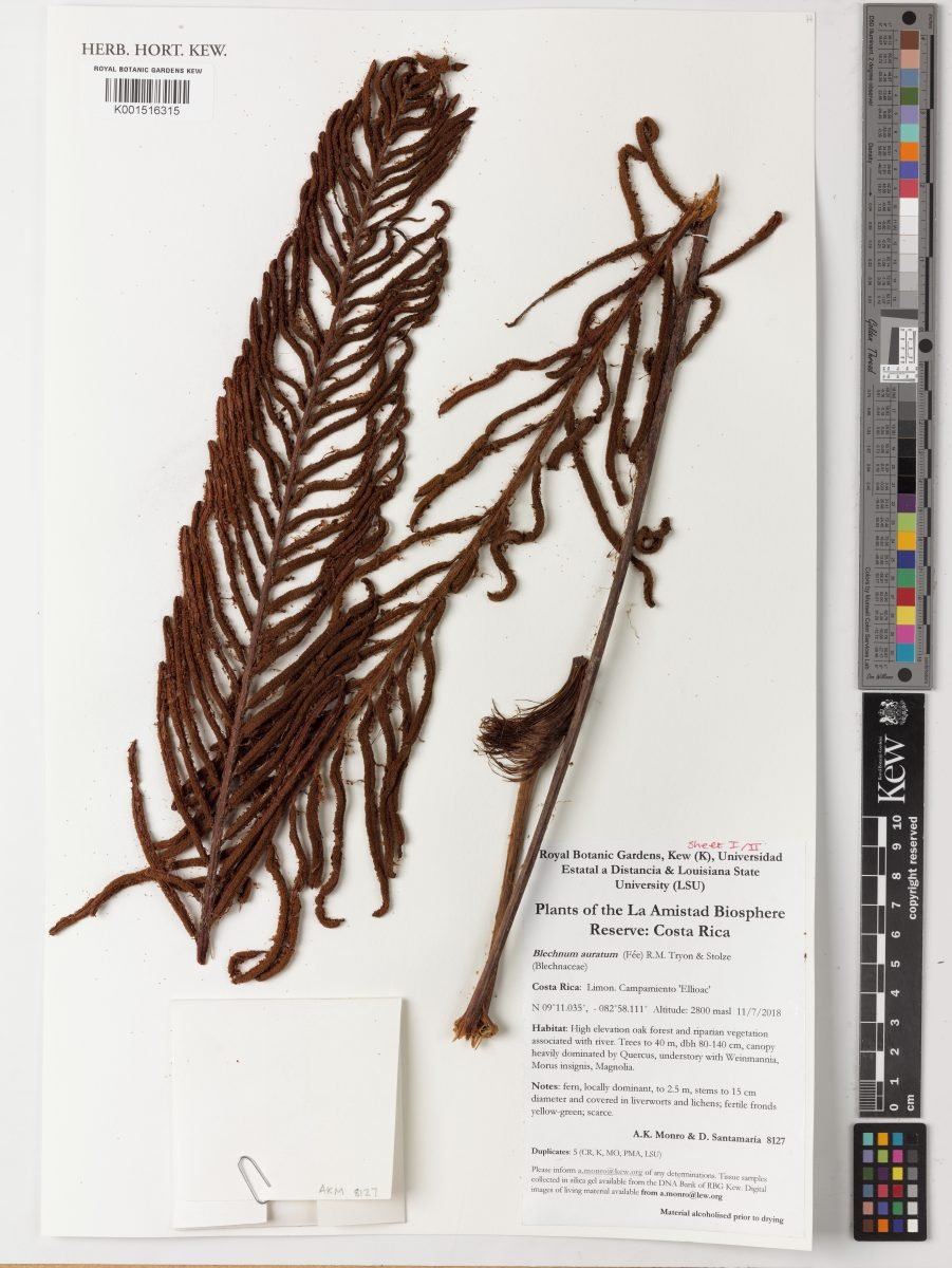 Blechnum auratum
