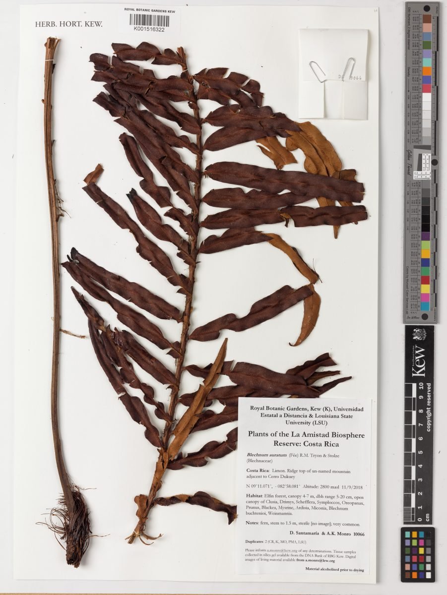 Blechnum auratum photograph 2