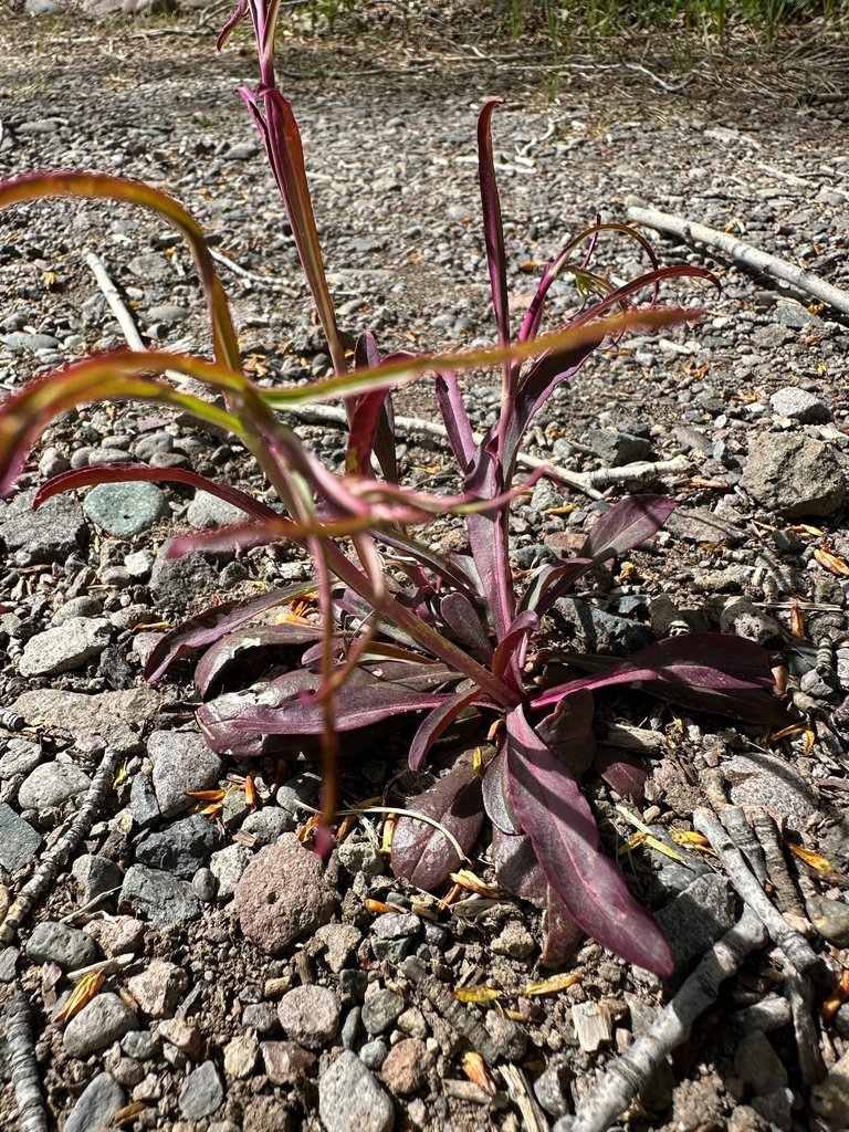 Penstemon barbatus photograph 4