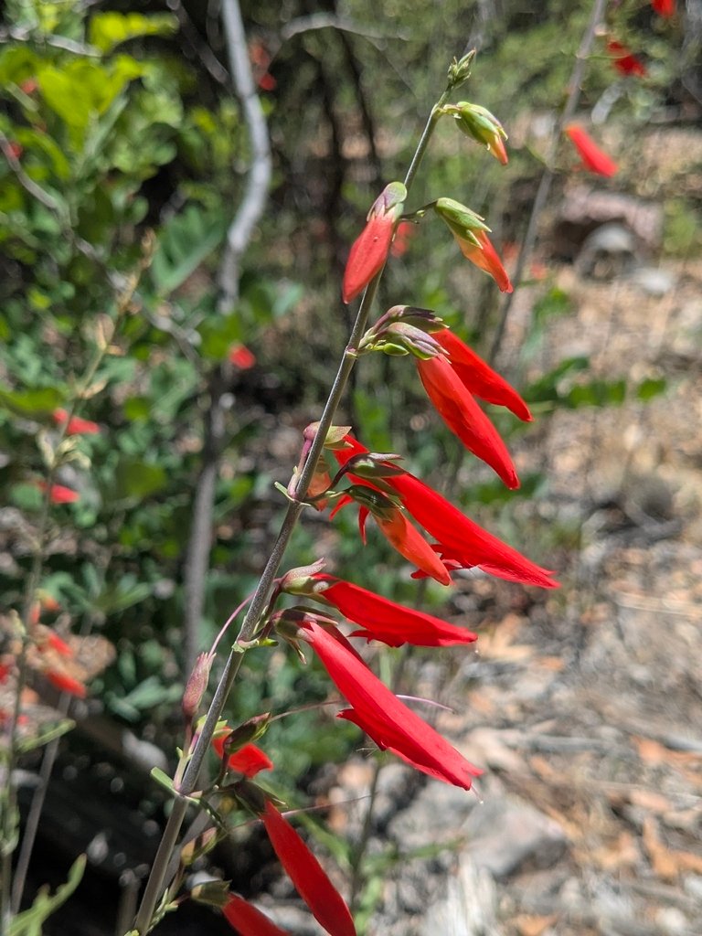 Penstemon barbatus photograph 6