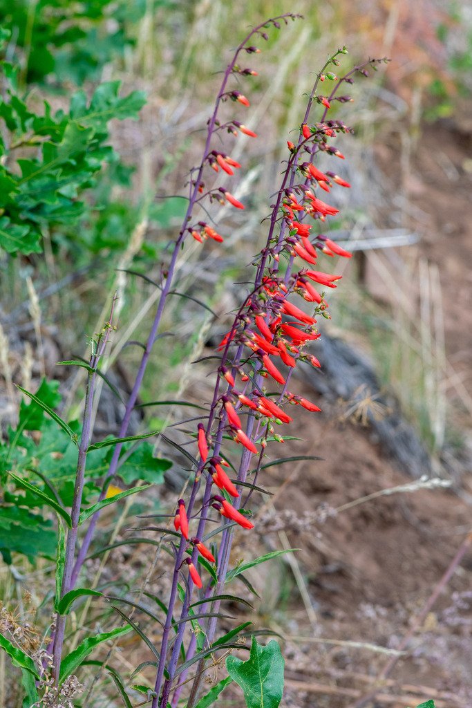 Penstemon barbatus photograph 5