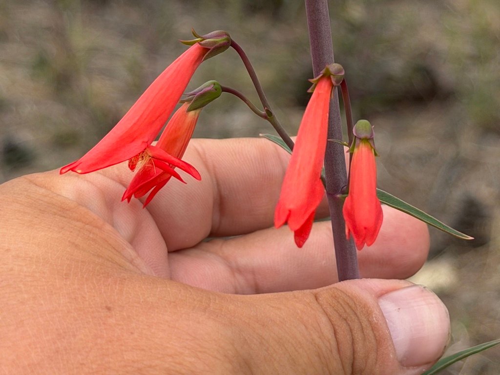Penstemon barbatus