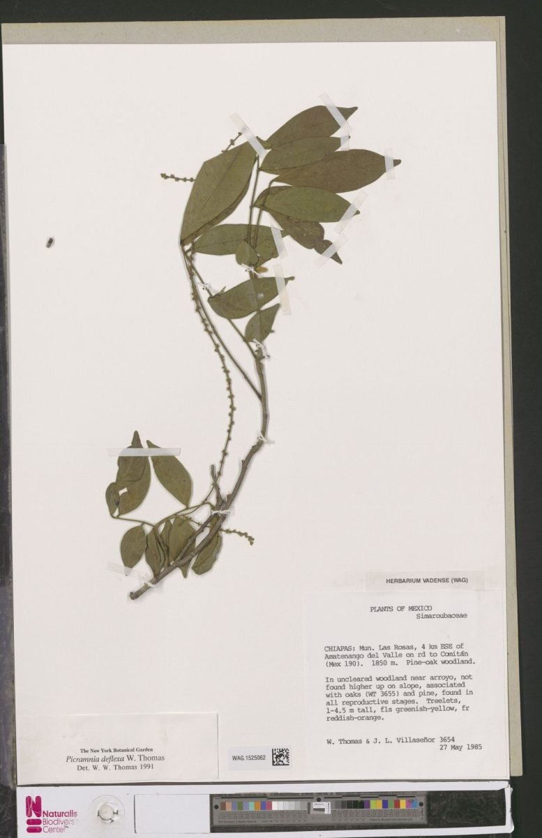 Picramnia deflexa