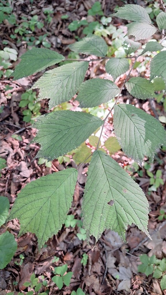 Ulmus laciniata photograph 5