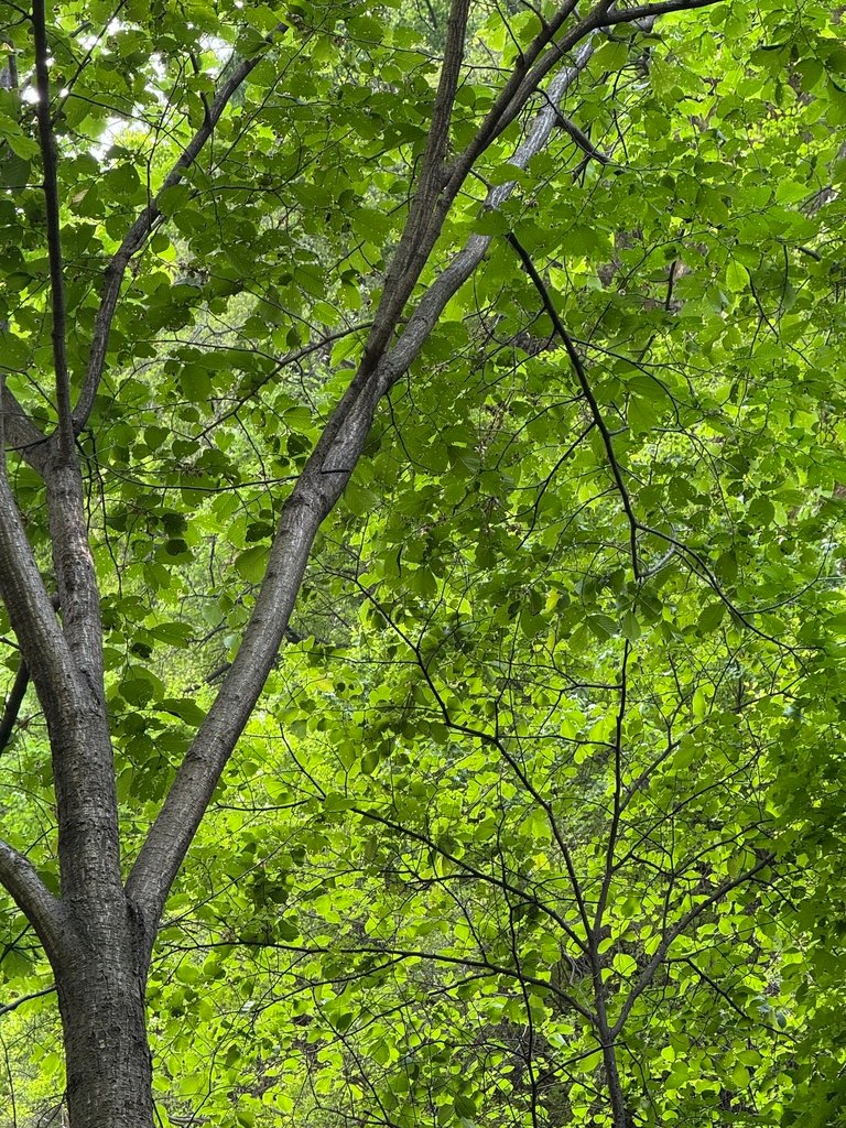 Ulmus laciniata photograph 3