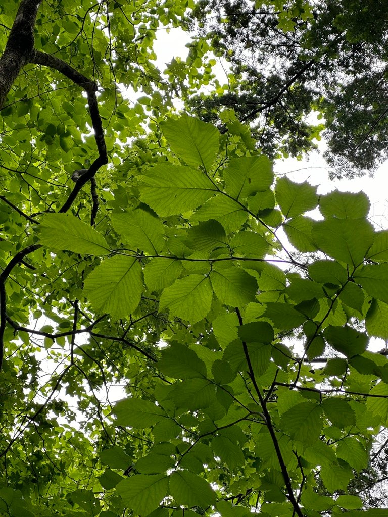 Ulmus laciniata photograph 4
