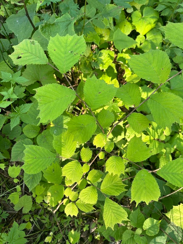 Ulmus laciniata photograph 6