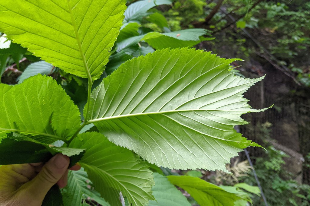 Ulmus laciniata
