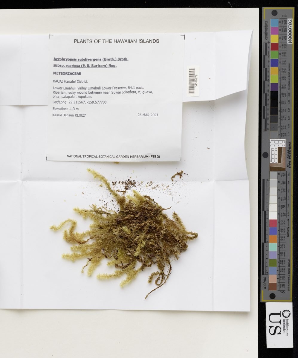 Aerobryopsis subdivergens subsp. scariosa photograph 4
