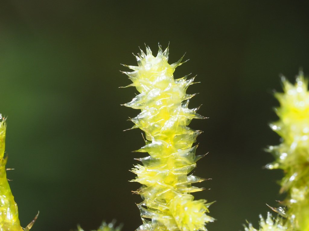 Aerobryopsis subdivergens subsp. scariosa