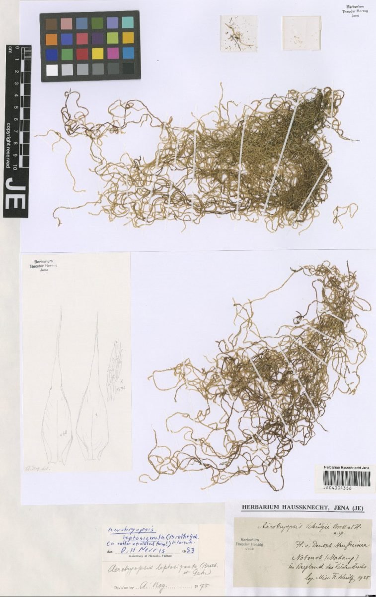 Aerobryopsis leptosigmata photograph 2