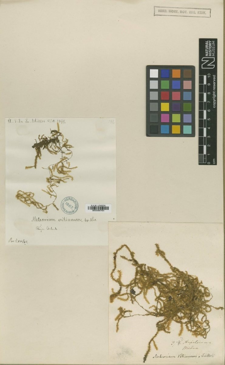 Aerobryopsis vitiana photograph 5
